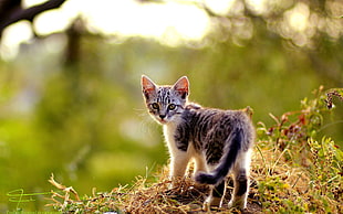 selective focus photography of brown tabby kitten on grass